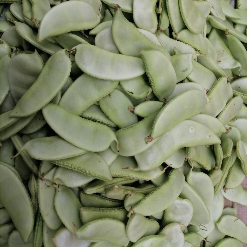 【牛商推荐】绿扁豆货源充足全国发货，产地直供