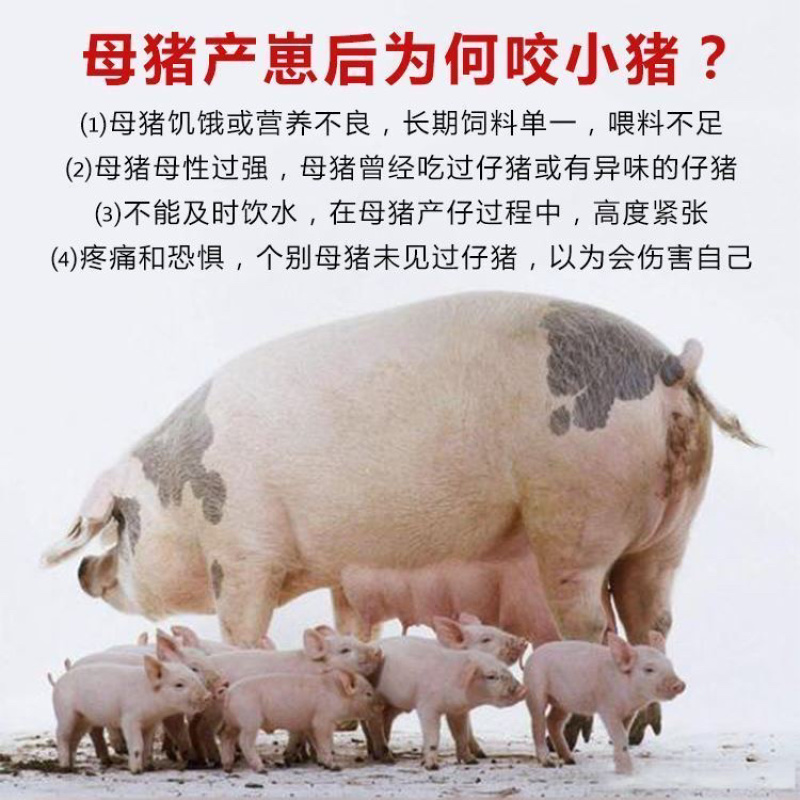 母猪嘴笼猪嘴套防咬套小猪崽仔猪防咬架神器牛马嘴套养殖