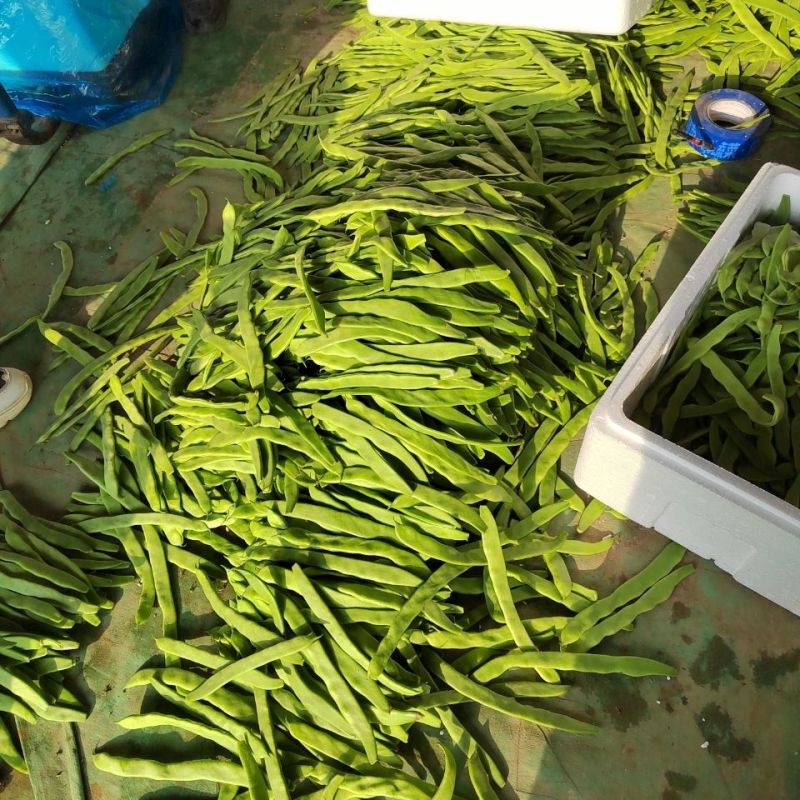 扁青芸豆，产地直发，保质保量，诚信经营，量大从优