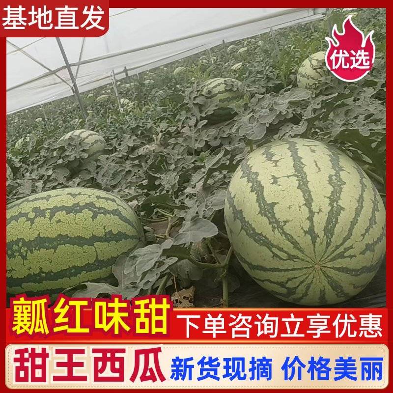精品甜王西瓜无籽西瓜大量上市产地直发量大从优欢迎咨询
