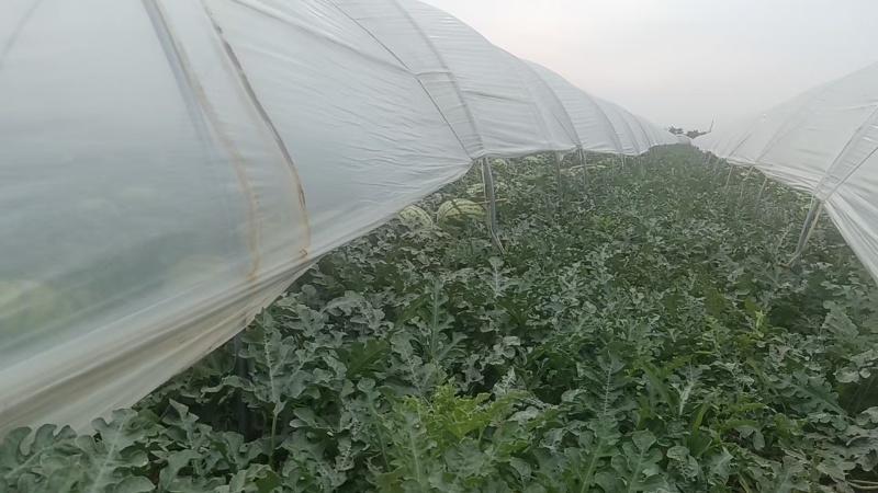 精品甜王西瓜无籽西瓜大量上市产地直发量大从优欢迎咨询