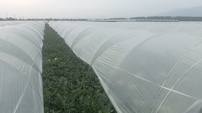 精品甜王西瓜无籽西瓜大量上市产地直发量大从优欢迎咨询