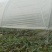 精品甜王西瓜无籽西瓜大量上市产地直发量大从优欢迎咨询