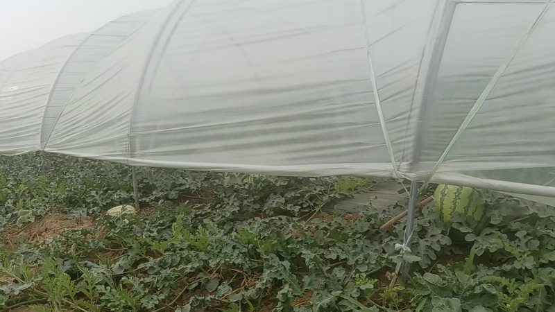 精品甜王西瓜无籽西瓜大量上市产地直发量大从优欢迎咨询