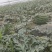 精品甜王西瓜无籽西瓜大量上市产地直发量大从优欢迎咨询