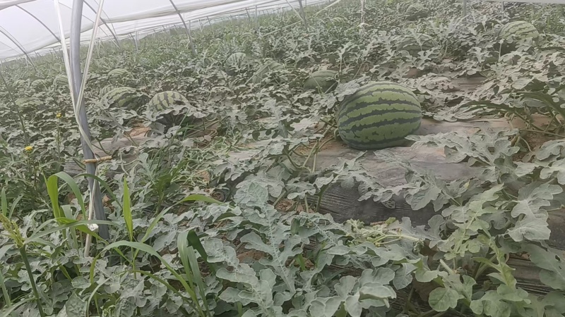 精品甜王西瓜无籽西瓜大量上市产地直发量大从优欢迎咨询