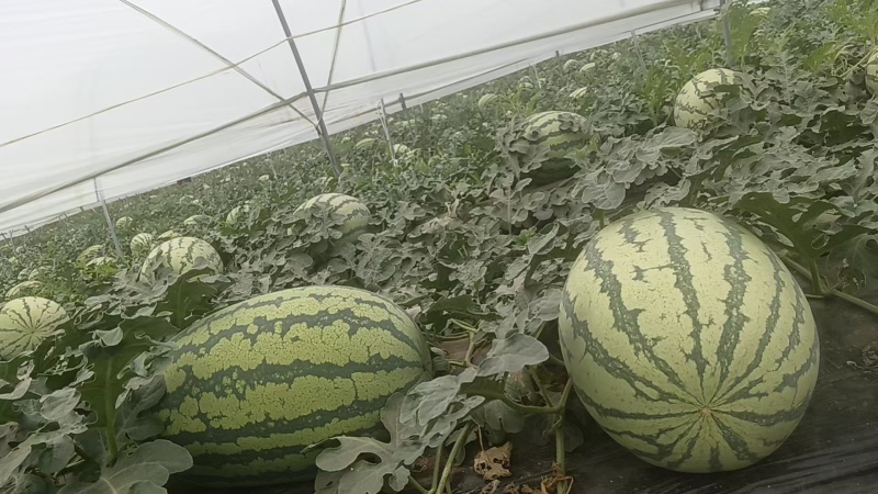 精品甜王西瓜无籽西瓜大量上市产地直发量大从优欢迎咨询