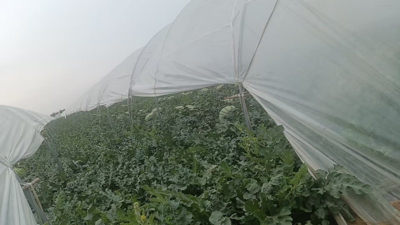 精品甜王西瓜无籽西瓜大量上市产地直发量大从优欢迎咨询