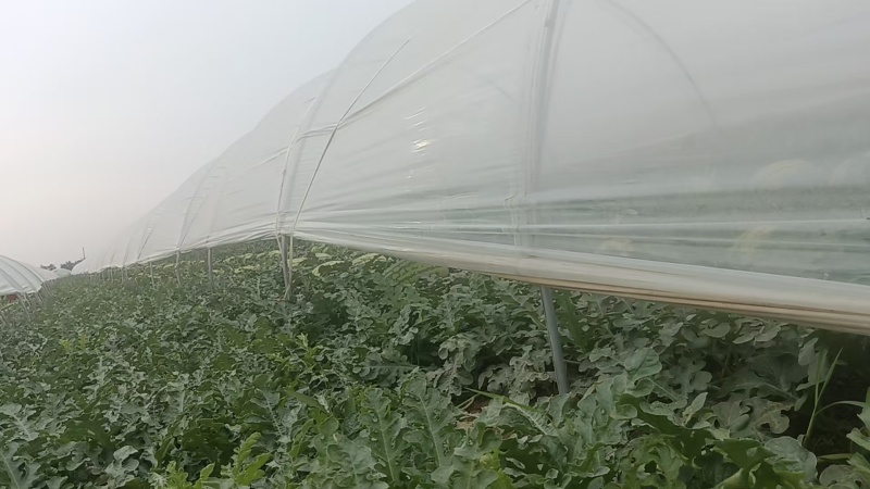 精品甜王西瓜无籽西瓜大量上市产地直发量大从优欢迎咨询