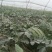精品甜王西瓜无籽西瓜大量上市产地直发量大从优欢迎咨询