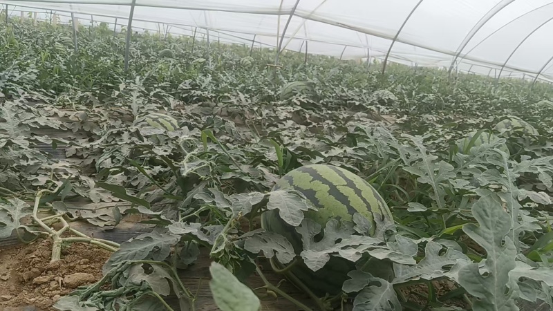 精品甜王西瓜无籽西瓜大量上市产地直发量大从优欢迎咨询