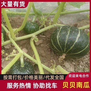 【优质推荐】贝贝南瓜量大从优可对接商超市场欢迎咨询