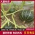 【优质推荐】贝贝南瓜量大从优可对接商超市场欢迎咨询