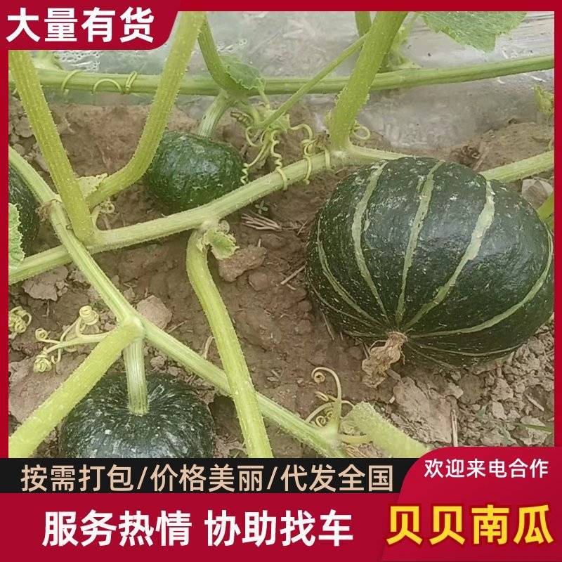 【优质推荐】贝贝南瓜量大从优可对接商超市场欢迎咨询