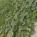 【优质推荐】贝贝南瓜量大从优可对接商超市场欢迎咨询