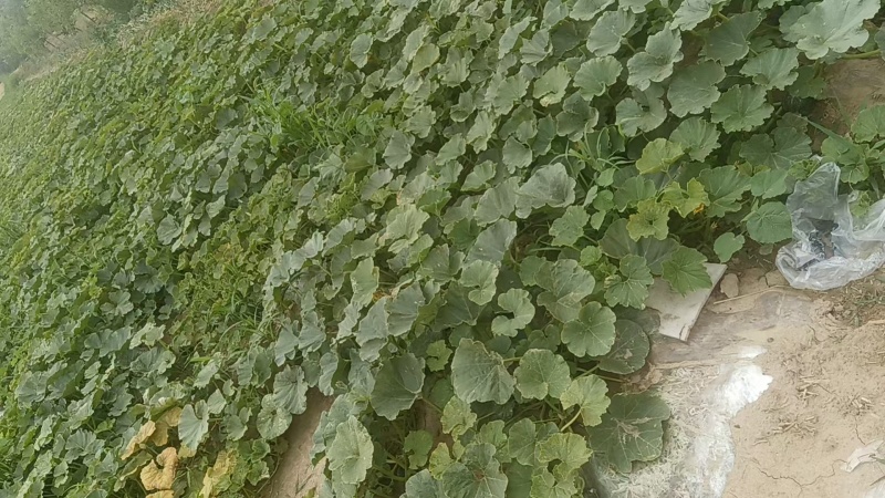 【优质推荐】贝贝南瓜量大从优可对接商超市场欢迎咨询
