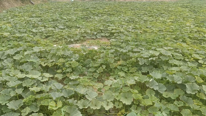 【优质推荐】贝贝南瓜量大从优可对接商超市场欢迎咨询