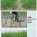 桂蹄3号正宗广西荔浦马蹄苗荸荠种子高产桂林荸荠新鲜脆甜无