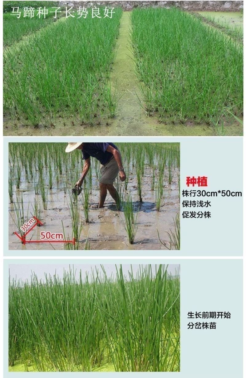 桂蹄3号正宗广西荔浦马蹄苗荸荠种子高产桂林荸荠新鲜脆甜无