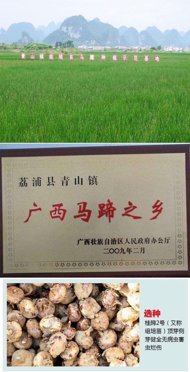 桂蹄3号正宗广西荔浦马蹄苗荸荠种子高产桂林荸荠新鲜脆甜无