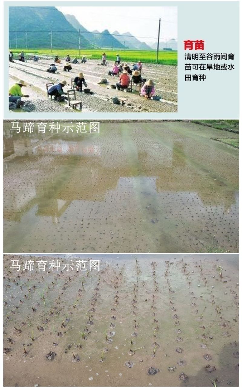 桂蹄3号正宗广西荔浦马蹄苗荸荠种子高产桂林荸荠新鲜脆甜无