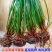 桂蹄3号正宗广西荔浦马蹄苗荸荠种子高产桂林荸荠新鲜脆甜无
