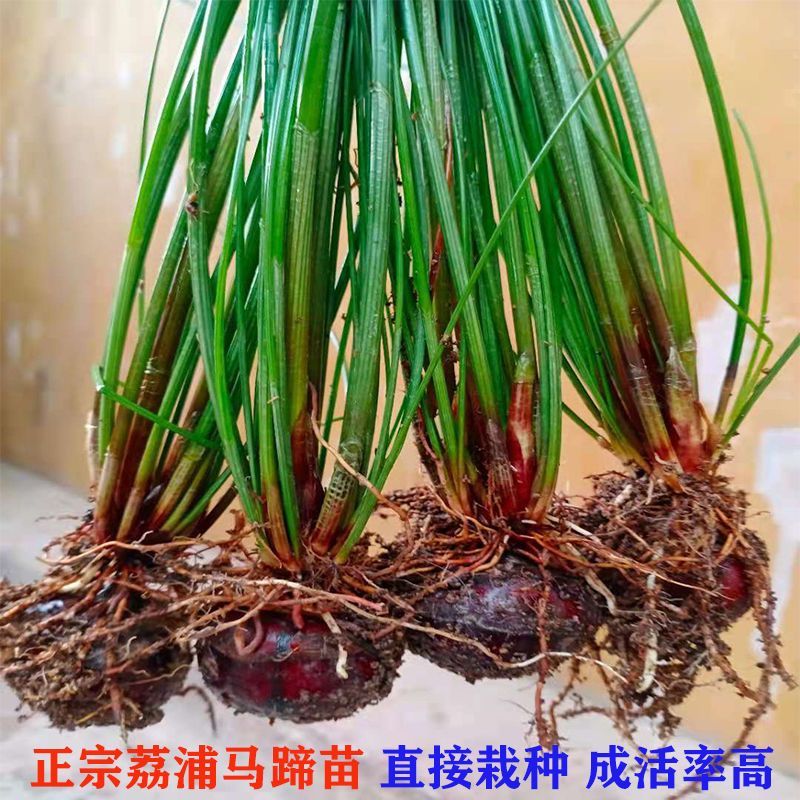 桂蹄3号正宗广西荔浦马蹄苗荸荠种子高产桂林荸荠新鲜脆甜无
