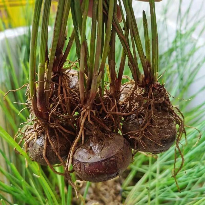 桂蹄3号正宗广西荔浦马蹄苗荸荠种子高产桂林荸荠新鲜脆甜无