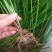 桂蹄3号正宗广西荔浦马蹄苗荸荠种子高产桂林荸荠新鲜脆甜无