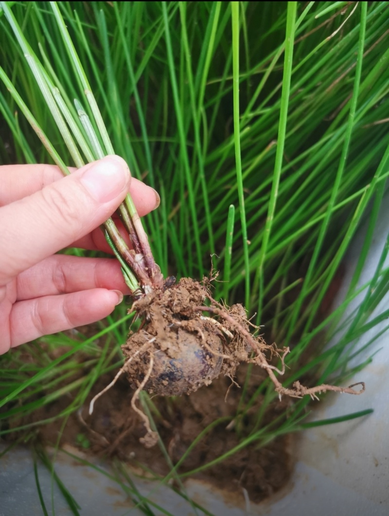 桂蹄3号正宗广西荔浦马蹄苗荸荠种子高产桂林荸荠新鲜脆甜无