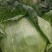 莲花菜