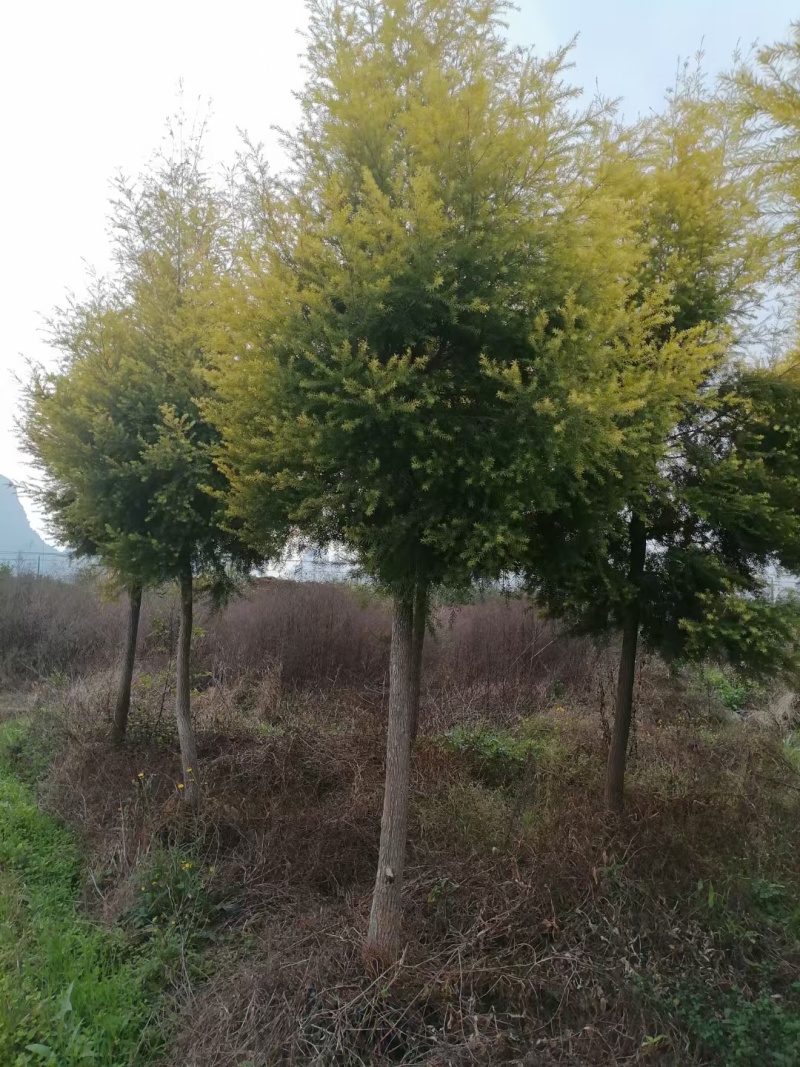千层金（黄金香柳）
