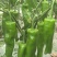 辣椒种子苏润520翠绿色大牛角椒果大软香无渣微辣