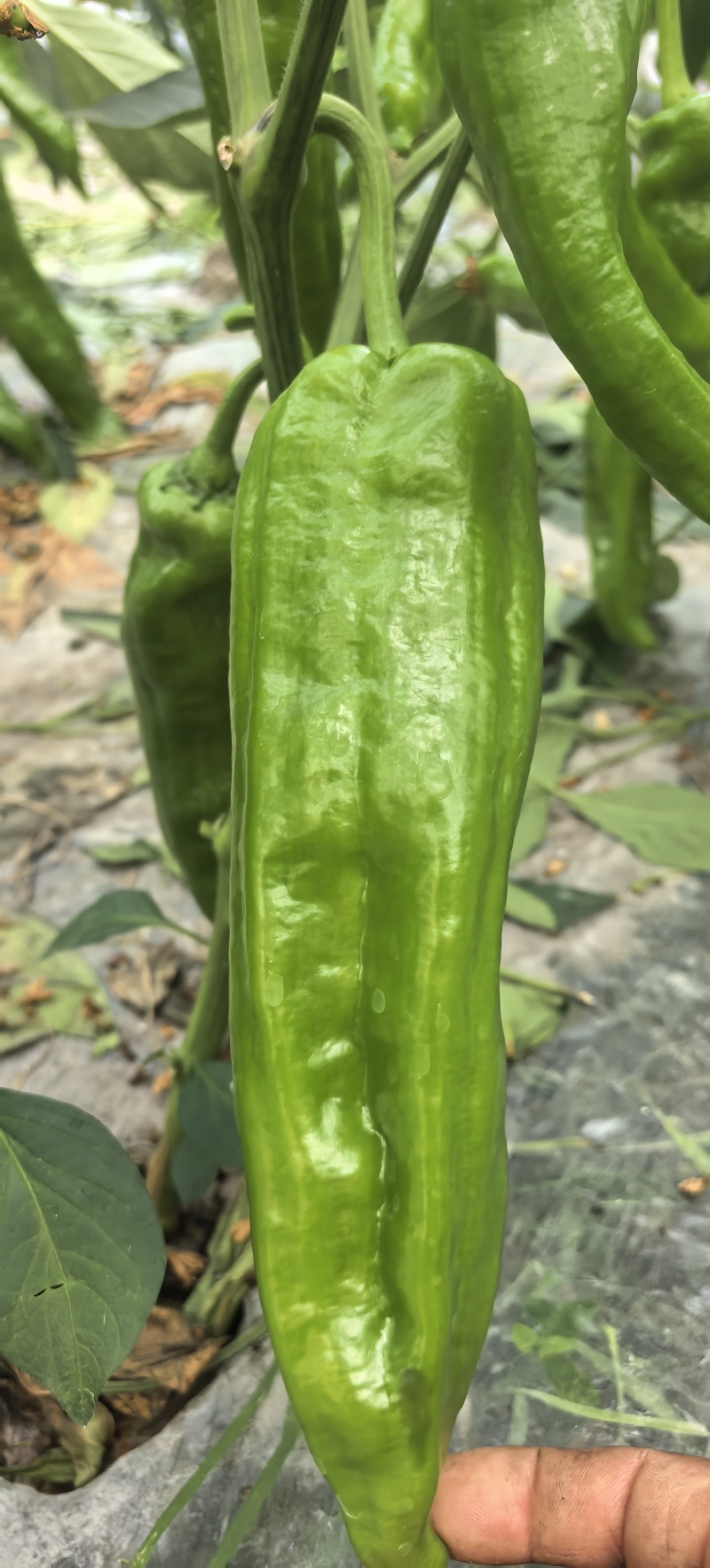辣椒种子苏润520翠绿色大牛角椒果大软香无渣微辣