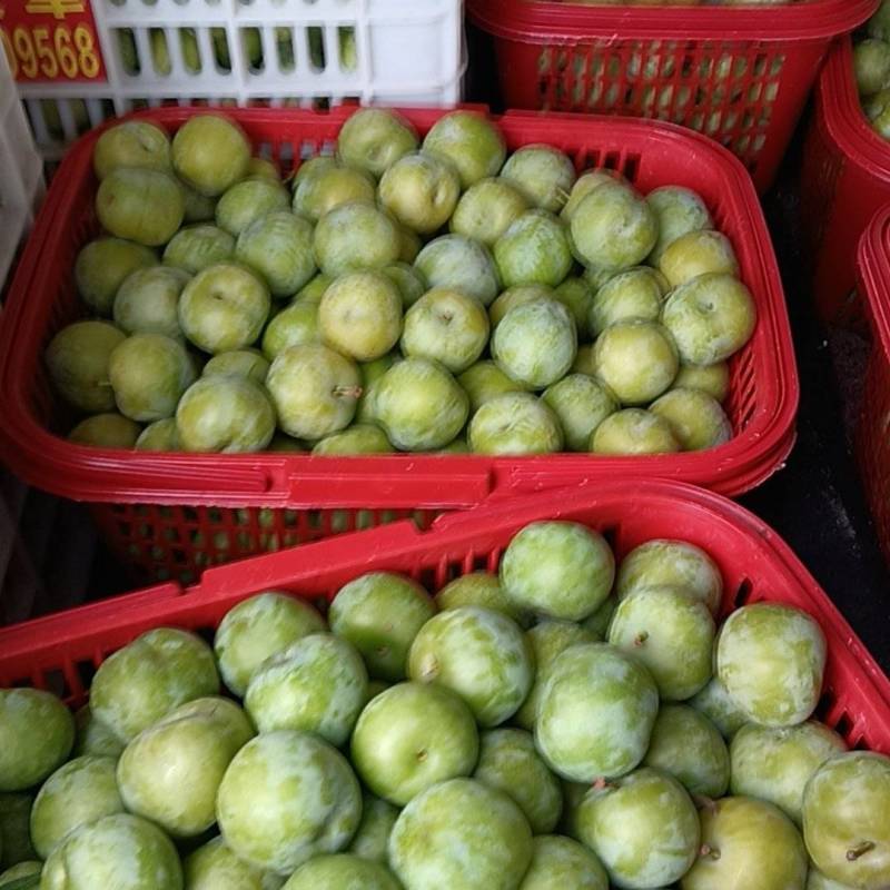 万州青脆李子大量上市重庆李子脆甜可口产地一手货源