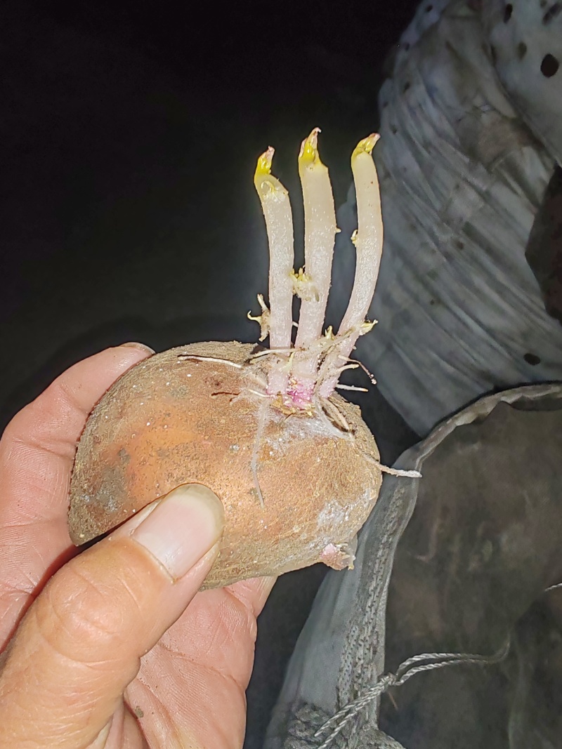 马铃薯原种