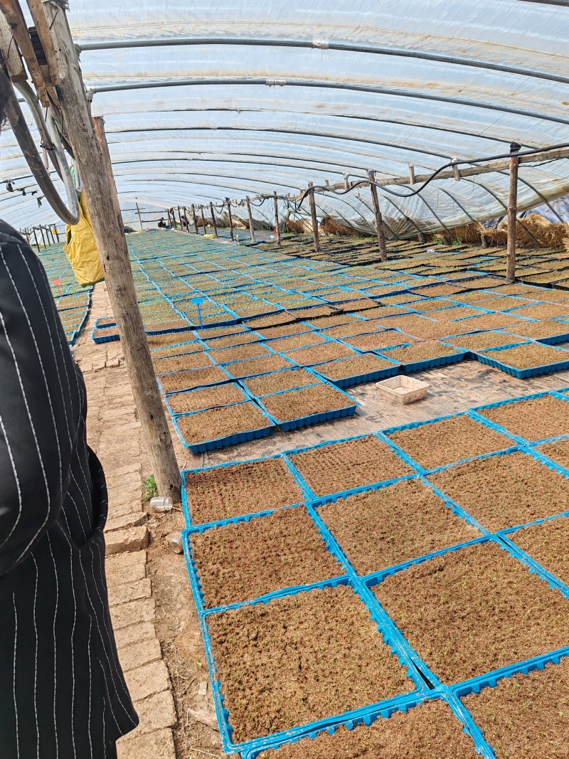 马铃薯原种