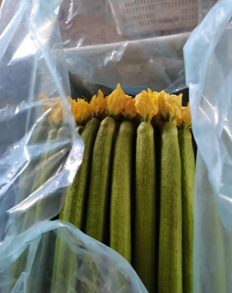 精品带花丝瓜