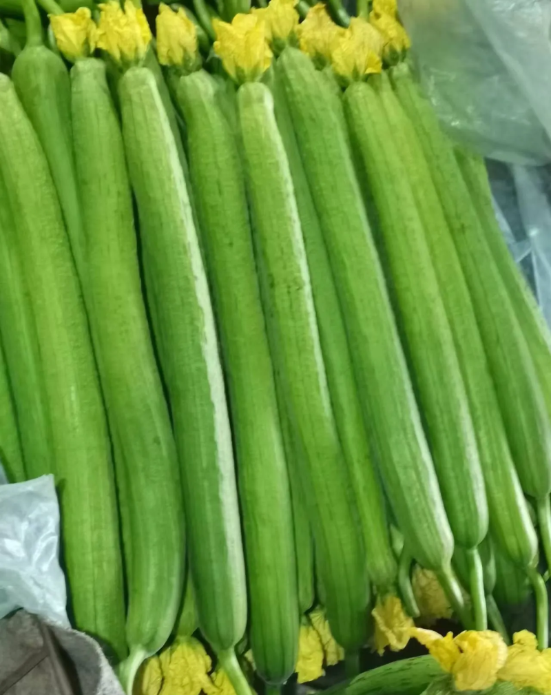 精品带花丝瓜