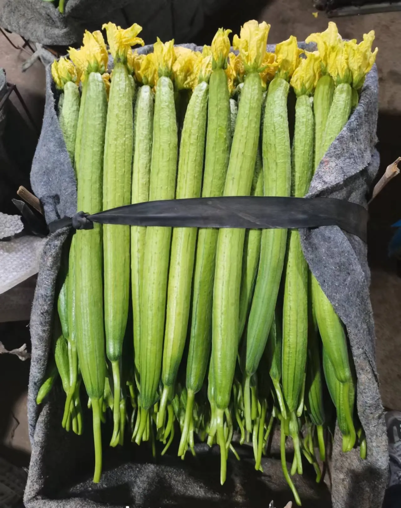 精品带花丝瓜
