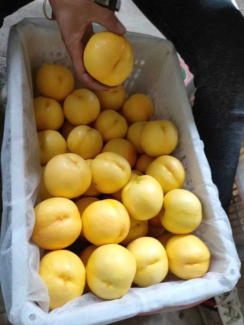 河北精品黄油桃，口感甜表光亮，全国发货商超电商