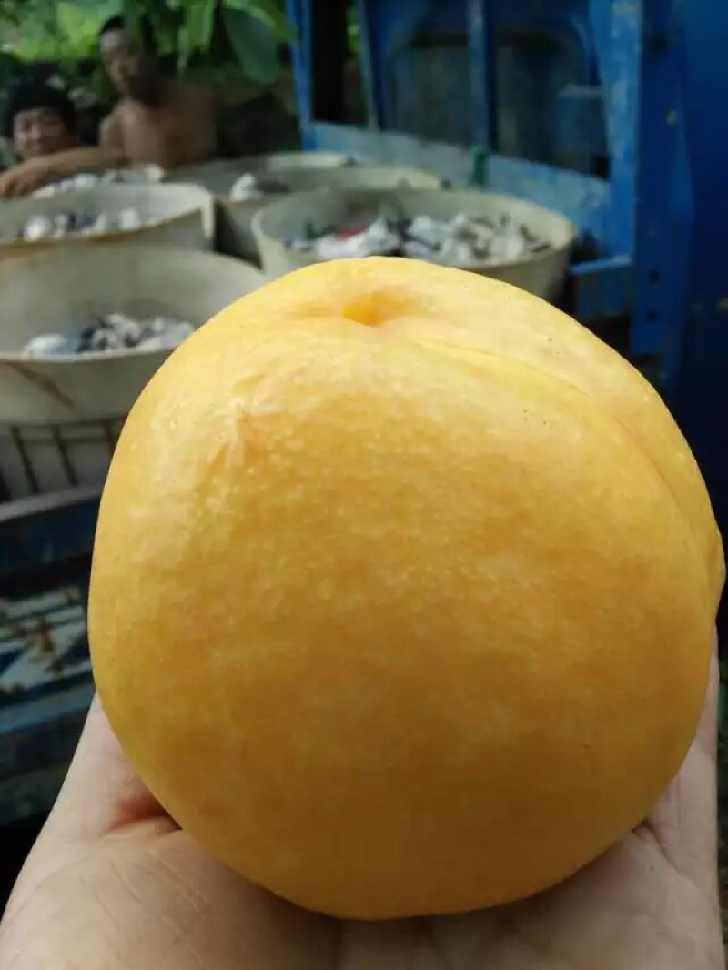 河北精品黄油桃，口感甜表光亮，全国发货商超电商