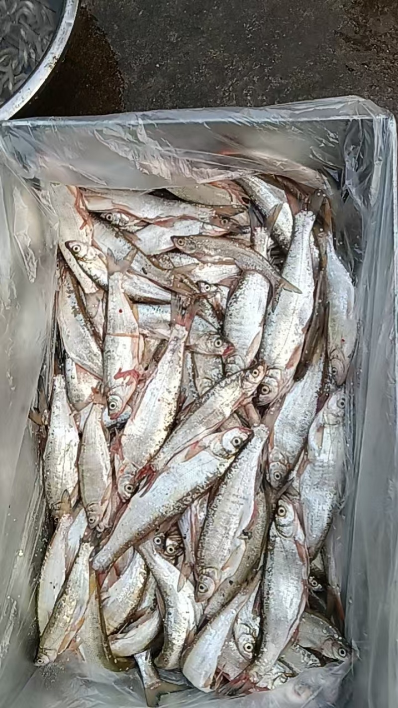 开肚白条鱼，5公斤一板