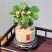 小盼菩提树菩提带果盆栽禅意桌面绿植好养室内植物办公室花卉盆景