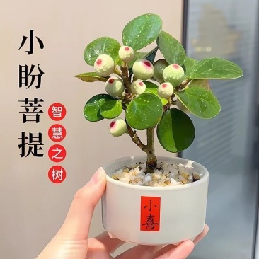 小盼菩提树菩提带果盆栽禅意桌面绿植好养室内植物办公室花卉盆景