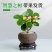 小盼菩提树菩提带果盆栽禅意桌面绿植好养室内植物办公室花卉盆景
