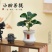 小盼菩提树菩提带果盆栽禅意桌面绿植好养室内植物办公室花卉盆景