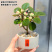 小盼菩提树菩提带果盆栽禅意桌面绿植好养室内植物办公室花卉盆景