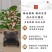 小盼菩提树菩提带果盆栽禅意桌面绿植好养室内植物办公室花卉盆景
