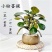 小盼菩提树菩提带果盆栽禅意桌面绿植好养室内植物办公室花卉盆景
